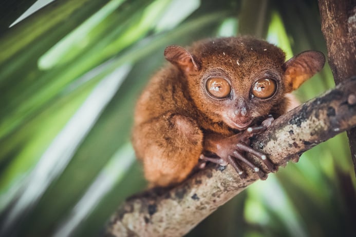 Tarsier in Bohol Tarsier Sanctuary, Philippines