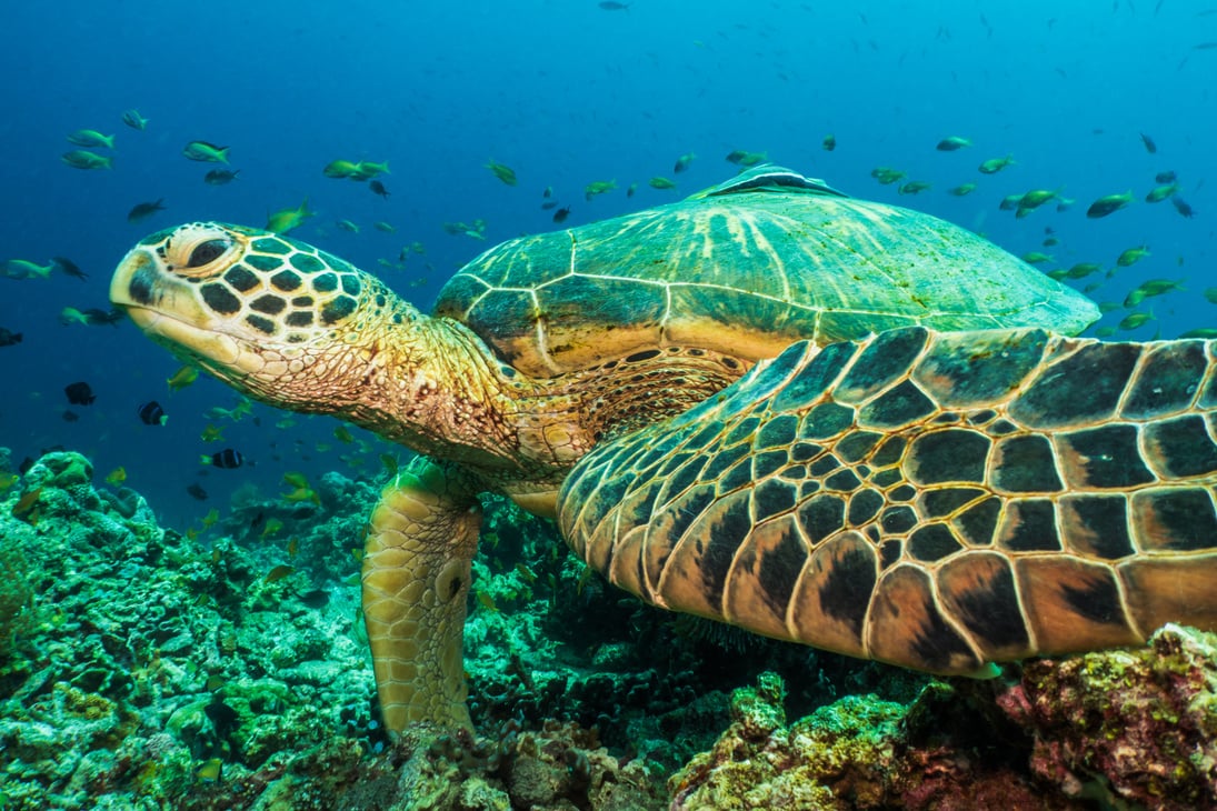 Green Turtle, (Chelonia Mydas) Philippines