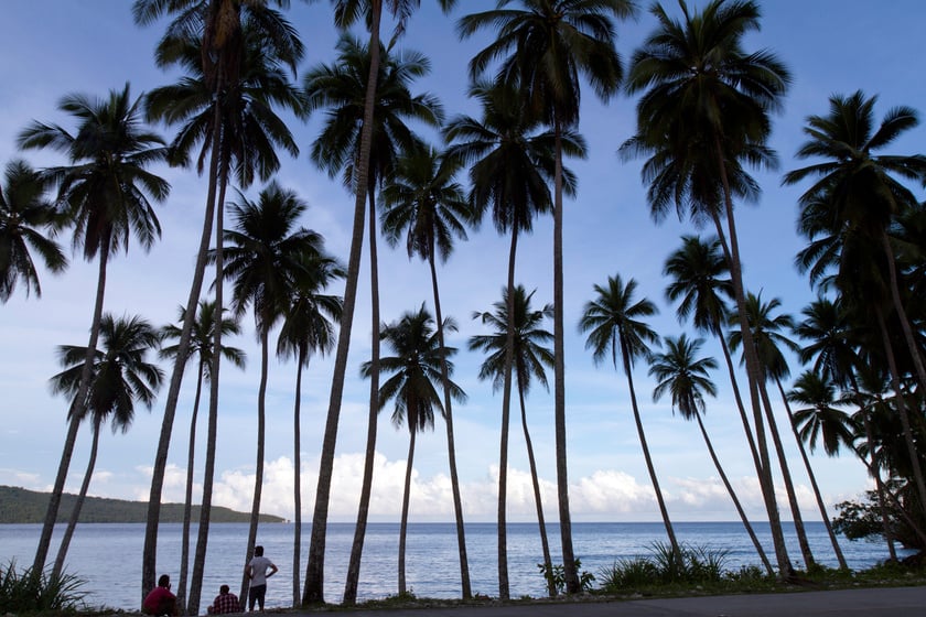 Philippines, Mindanao, Davao Oriental Province, coconut grove..